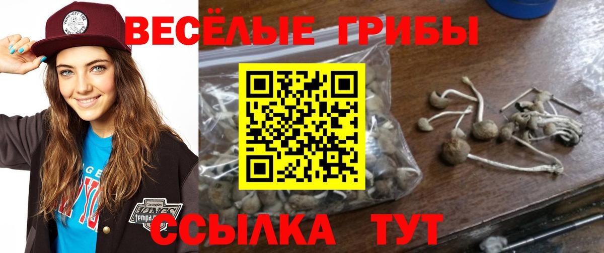 Псилоцибиновые грибы Psilocybine cubensis Ипатово